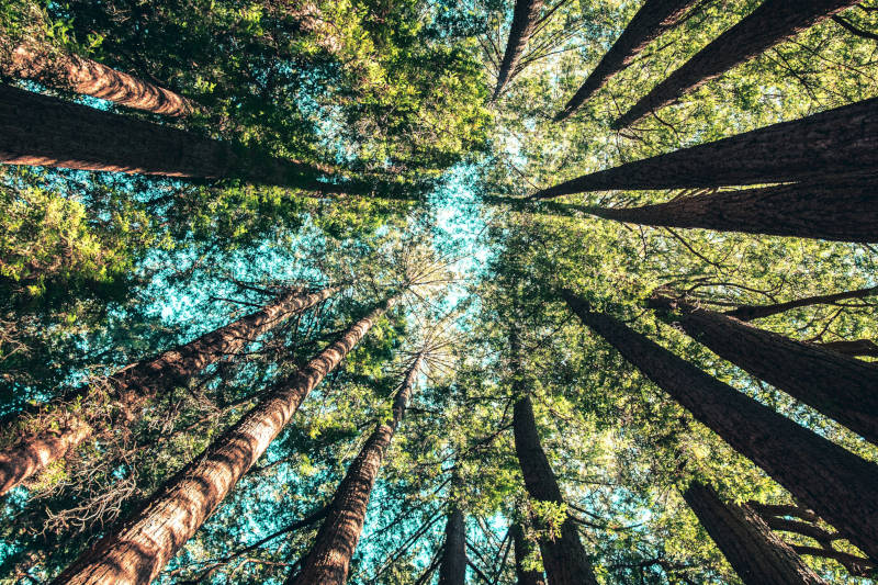 Working with the Healing Energy of Trees: A Step-by-Step Guide